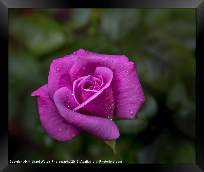 Wet Rose Framed Print by Michael Waters Photography