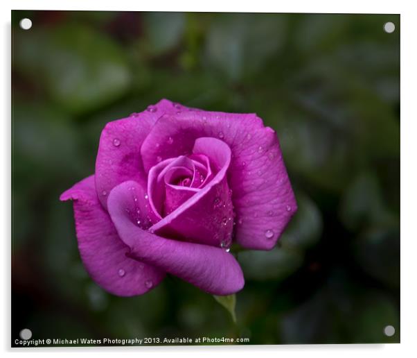 Wet Rose Acrylic by Michael Waters Photography