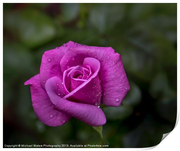 Wet Rose Print by Michael Waters Photography