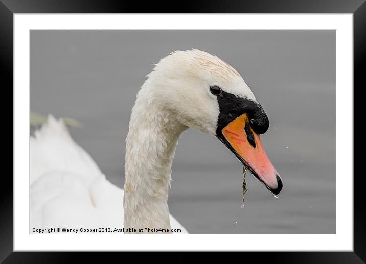 Swan : Have you got my best side? Framed Mounted Print by Wendy Cooper