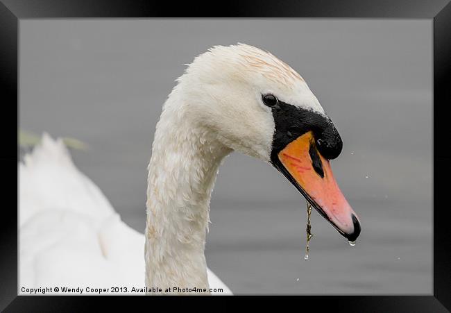 Swan : Have you got my best side? Framed Print by Wendy Cooper