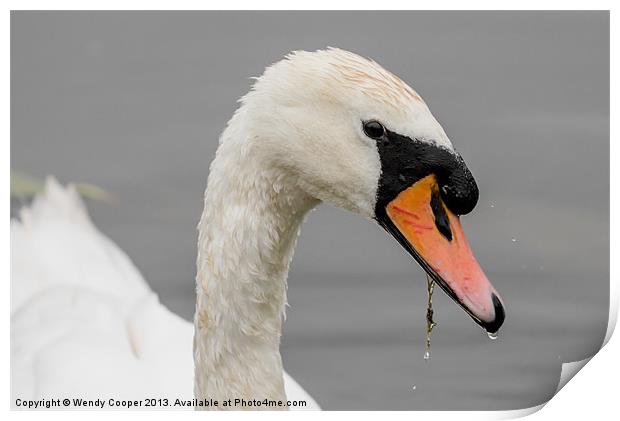 Swan : Have you got my best side? Print by Wendy Cooper