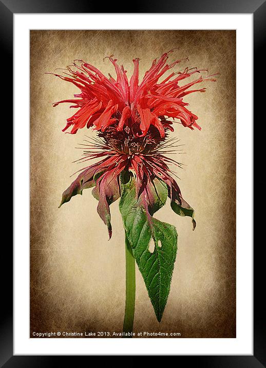 Wild Thing Framed Mounted Print by Christine Lake