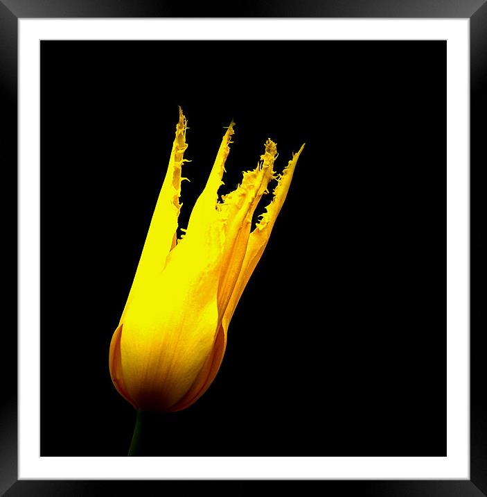 Yellow tulip Framed Mounted Print by Ian Flear