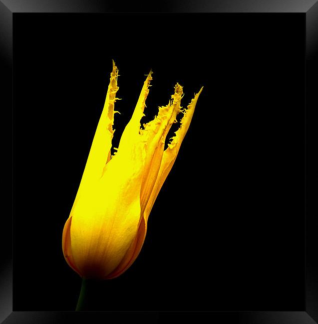 Yellow tulip Framed Print by Ian Flear