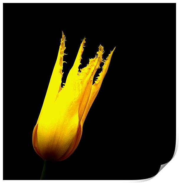 Yellow tulip Print by Ian Flear