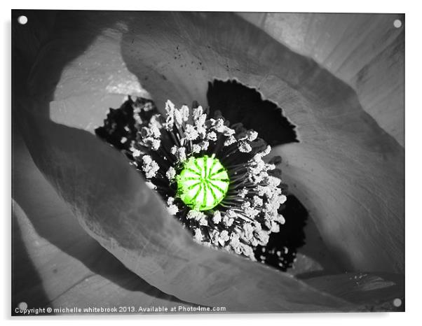 Poppy B/W Acrylic by michelle whitebrook