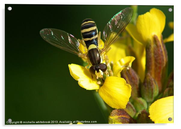 hover fly Acrylic by michelle whitebrook