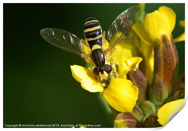 hover fly Print by michelle whitebrook