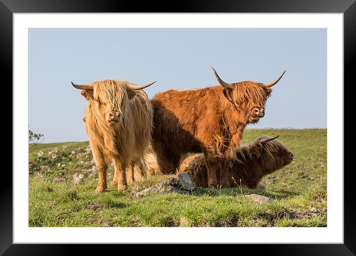 Three of a kind Framed Mounted Print by Philip Male