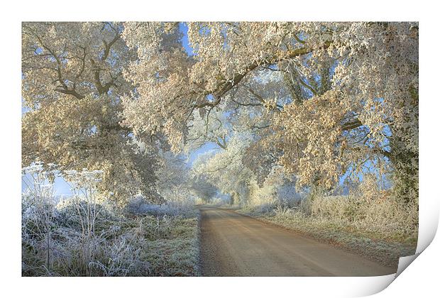 Hidcote Boyce Print by Andrew Roland