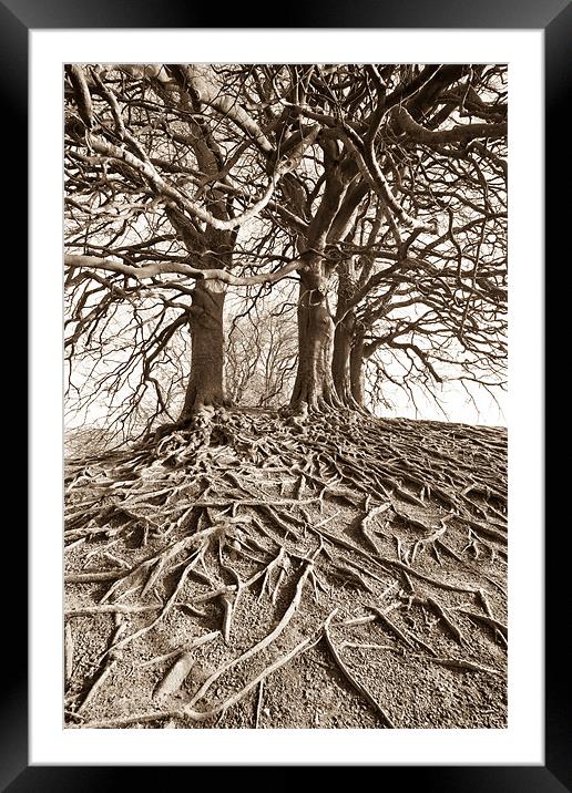 Roots Framed Mounted Print by Philip Male