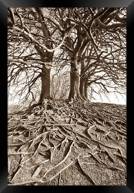 Roots Framed Print by Philip Male