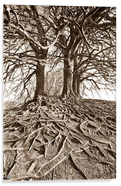 Roots Acrylic by Philip Male