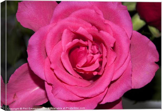 Pink Rose Canvas Print by Phil Emmerson