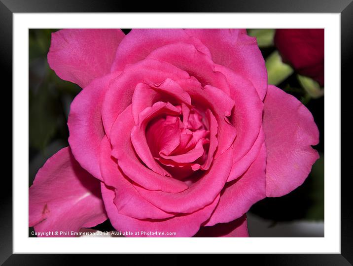 Pink Rose Framed Mounted Print by Phil Emmerson