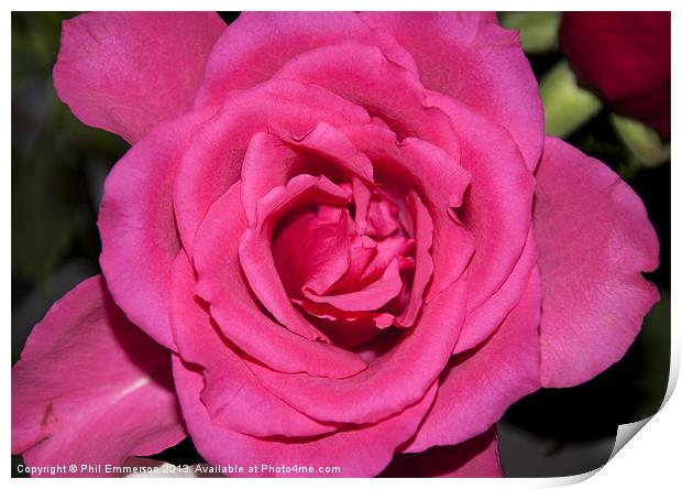 Pink Rose Print by Phil Emmerson