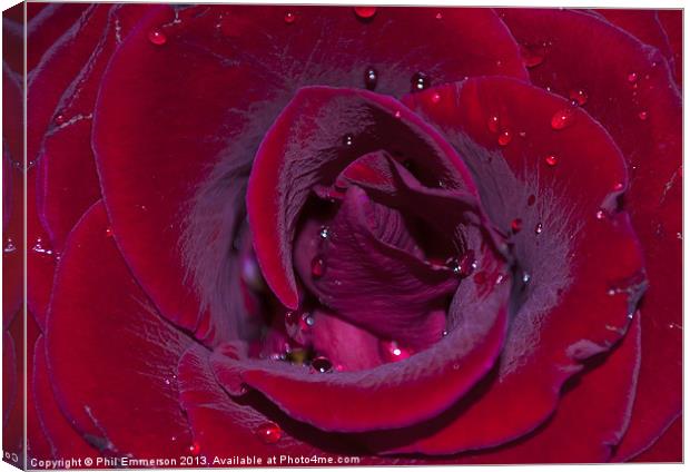 Rose Water Canvas Print by Phil Emmerson