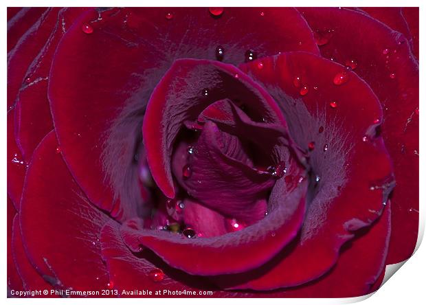 Rose Water Print by Phil Emmerson