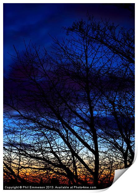 Winter Trees Print by Phil Emmerson