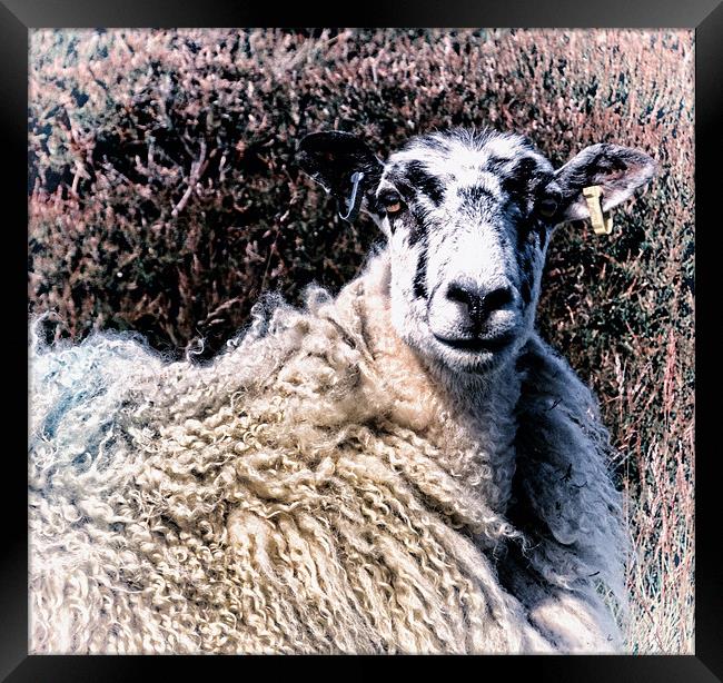 Fashionable Sheep Framed Print by Fraser Hetherington