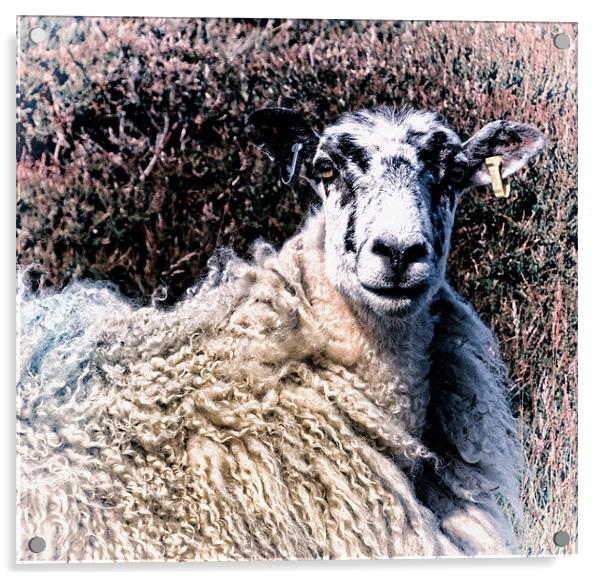 Fashionable Sheep Acrylic by Fraser Hetherington