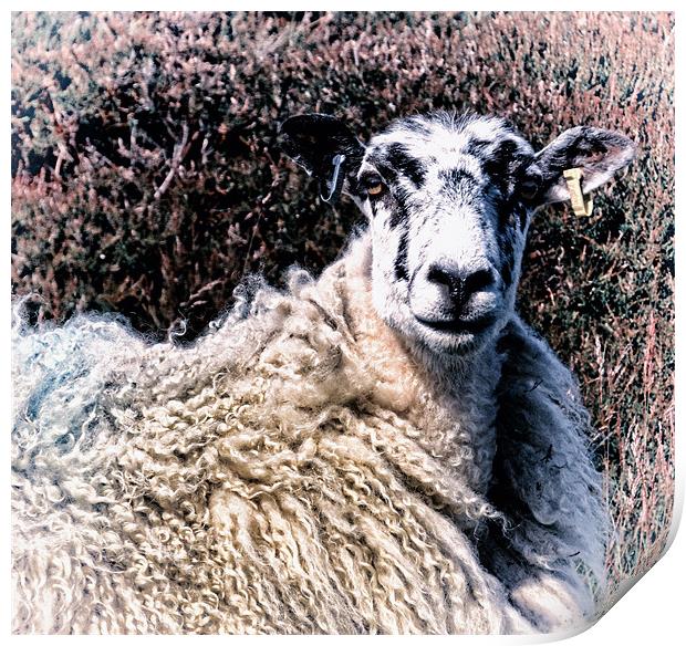 Fashionable Sheep Print by Fraser Hetherington
