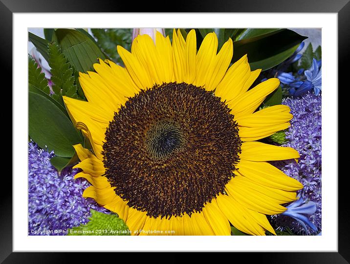 Bright Sunflower Framed Mounted Print by Phil Emmerson