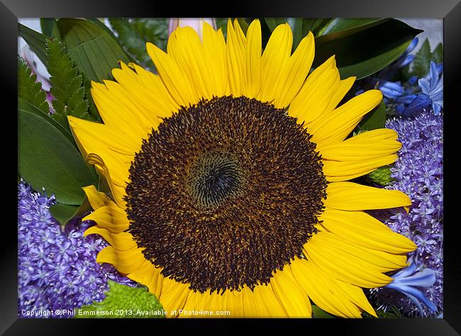 Bright Sunflower Framed Print by Phil Emmerson