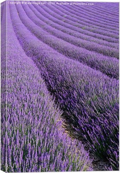 Lavender 1 Canvas Print by Sharpimage NET