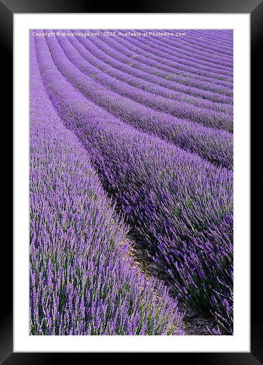 Lavender 1 Framed Mounted Print by Sharpimage NET