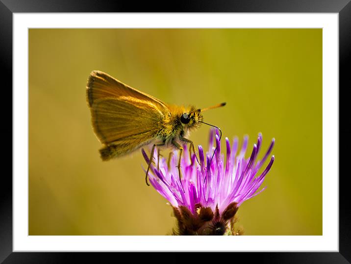 Small Skipper (Thymelicus sylvestris) Framed Mounted Print by Ian Flear