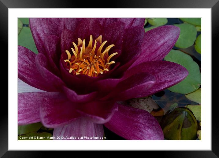 Water Lily Framed Mounted Print by Karen Martin
