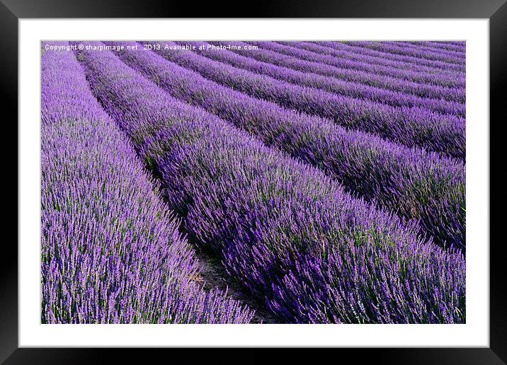 Lavender 2 Framed Mounted Print by Sharpimage NET