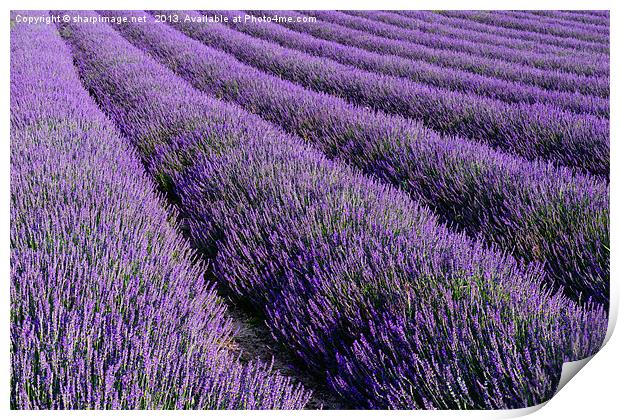Lavender 2 Print by Sharpimage NET