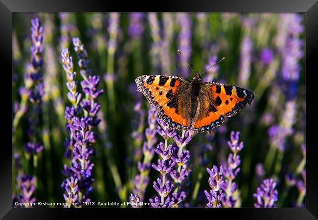 Butterfly on Lavender Framed Print by Sharpimage NET