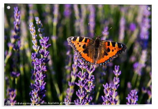 Butterfly on Lavender Acrylic by Sharpimage NET