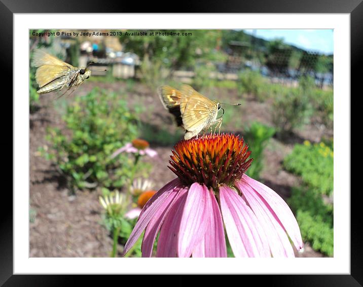 Comin in for a Landing Framed Mounted Print by Pics by Jody Adams