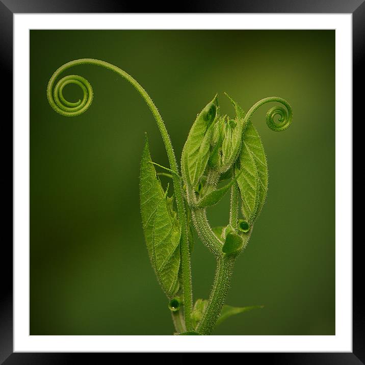 Green Curls Framed Mounted Print by liam booth