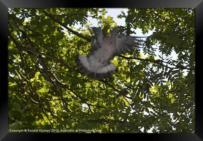 Nest Building Framed Print by Randal Cheney