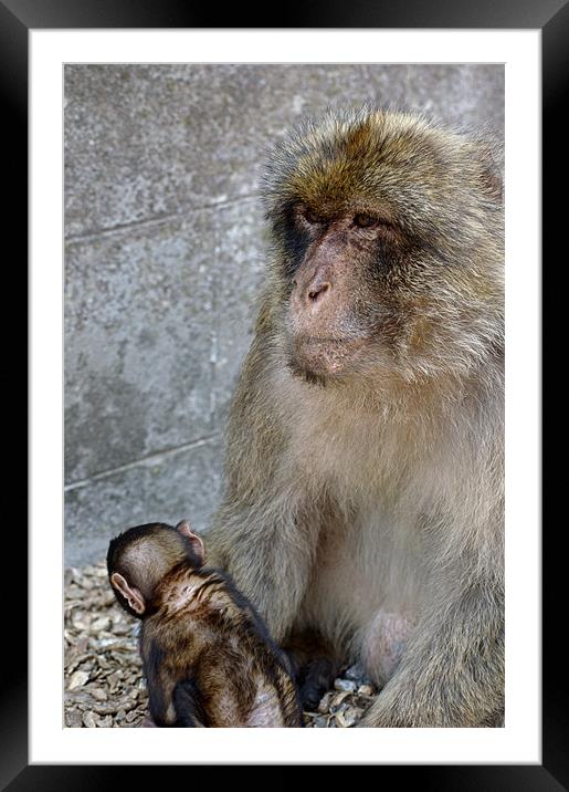 Modther ape and child Framed Mounted Print by Jose Manuel Espigares Garc