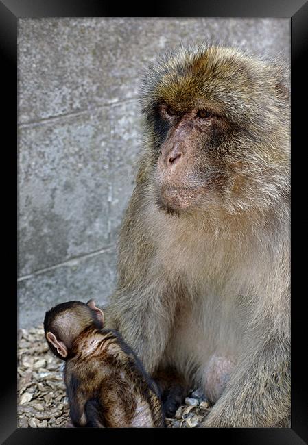 Modther ape and child Framed Print by Jose Manuel Espigares Garc