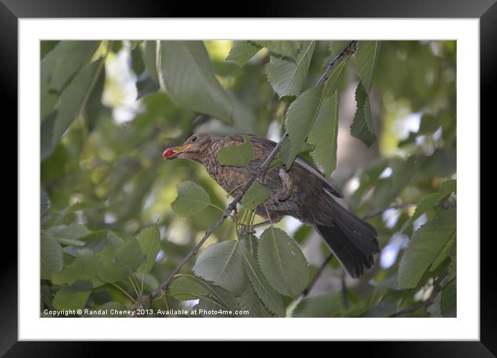 Bird on a branch Framed Mounted Print by Randal Cheney
