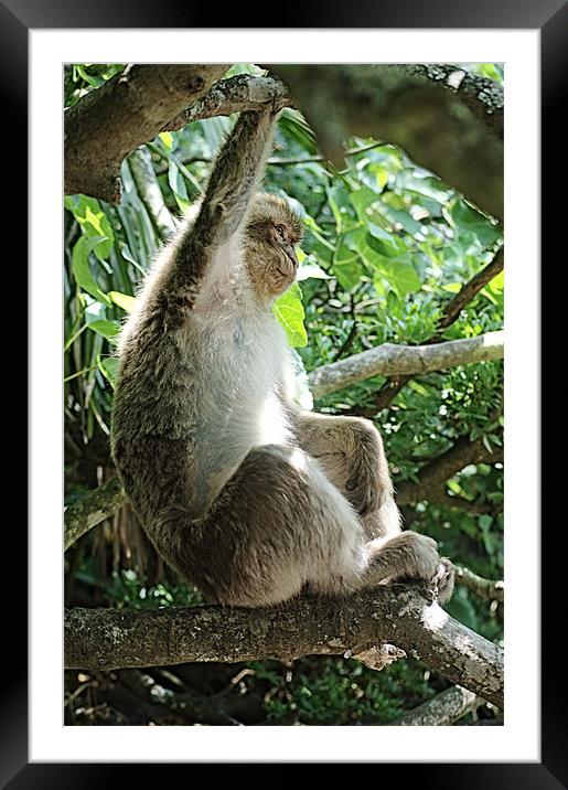 A gibraltars ape on a tree Framed Mounted Print by Jose Manuel Espigares Garc