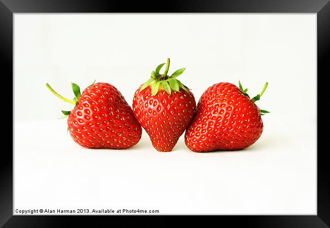 Three Strawberries On White Framed Print by Alan Harman