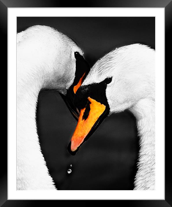 SWAN EMBRACE Framed Mounted Print by Anthony R Dudley (LRPS)