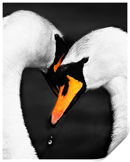 SWAN EMBRACE Print by Anthony R Dudley (LRPS)