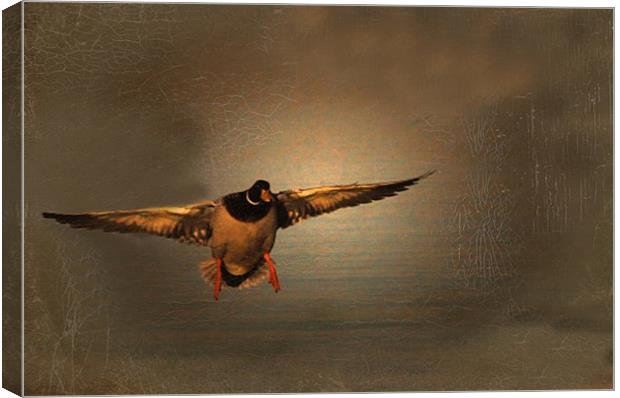 Mallard Duck In A Hurry Canvas Print by Matthew Laming