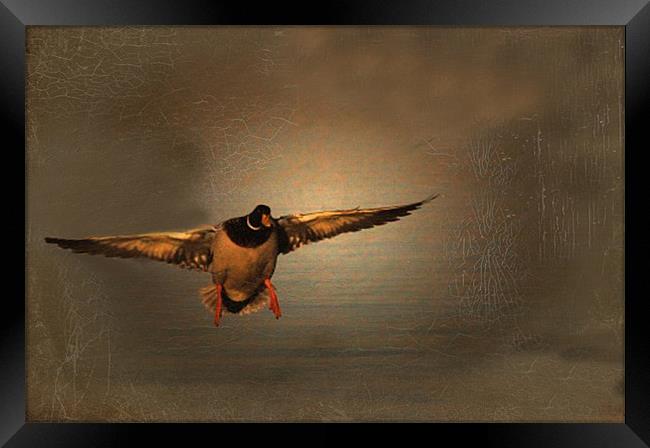 Mallard Duck In A Hurry Framed Print by Matthew Laming