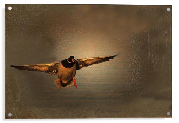 Mallard Duck In A Hurry Acrylic by Matthew Laming